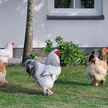 Op de Boerderie Bed and Breakfast Noordgouwe Buitenkant foto
